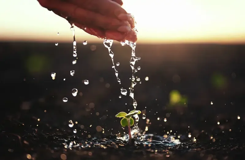 Why water preparedness matters — hands watering a seedling